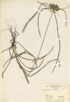 藏品(莎草科)的圖片